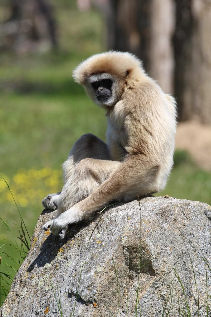 Photo de gibbon à mains blanches du parc de Branféré - Les photos