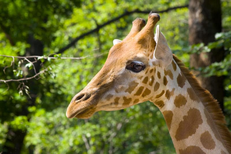 Agissons pour le bien-etre des animaux