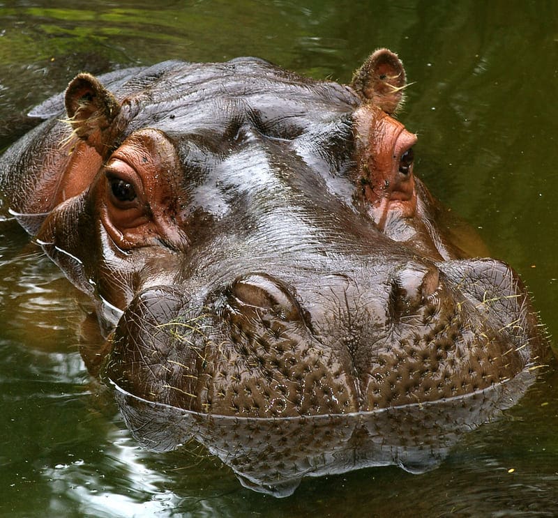 Hippopotames Pygmées