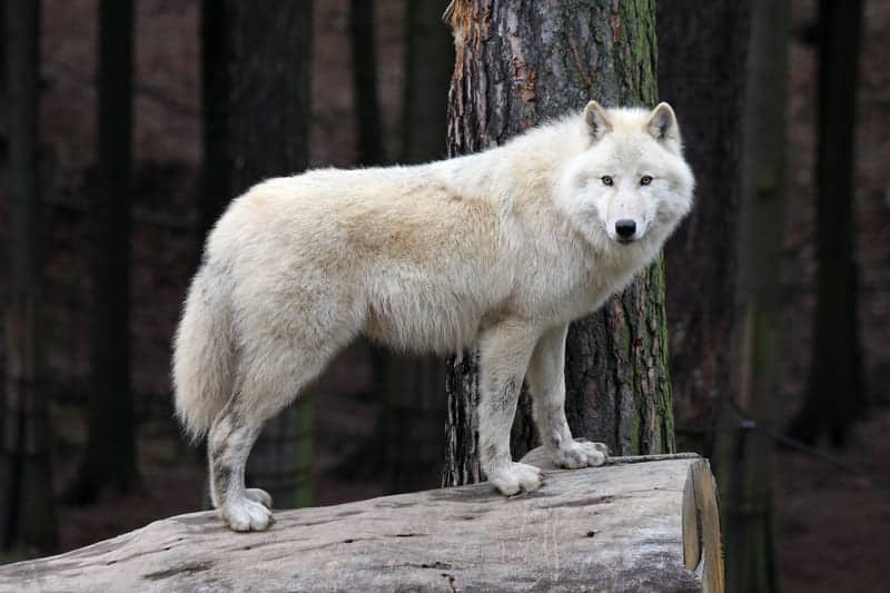 Loup du Canada ⋆ Zoo de Mulhouse, parc zoologique et botanique