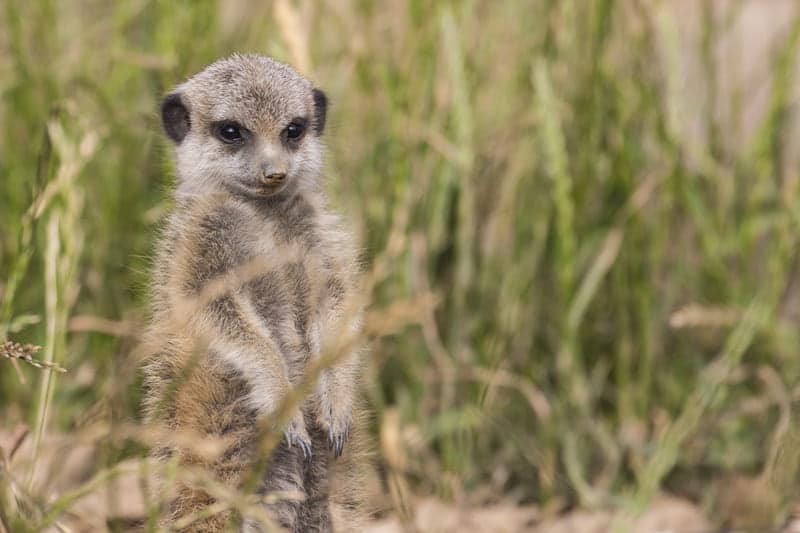 Suricates