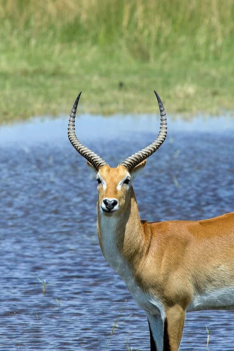 Cobes de lechwe