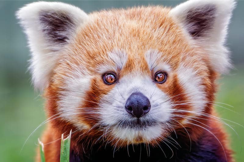 Pandas Roux - Parc Animalier d'Auvergne