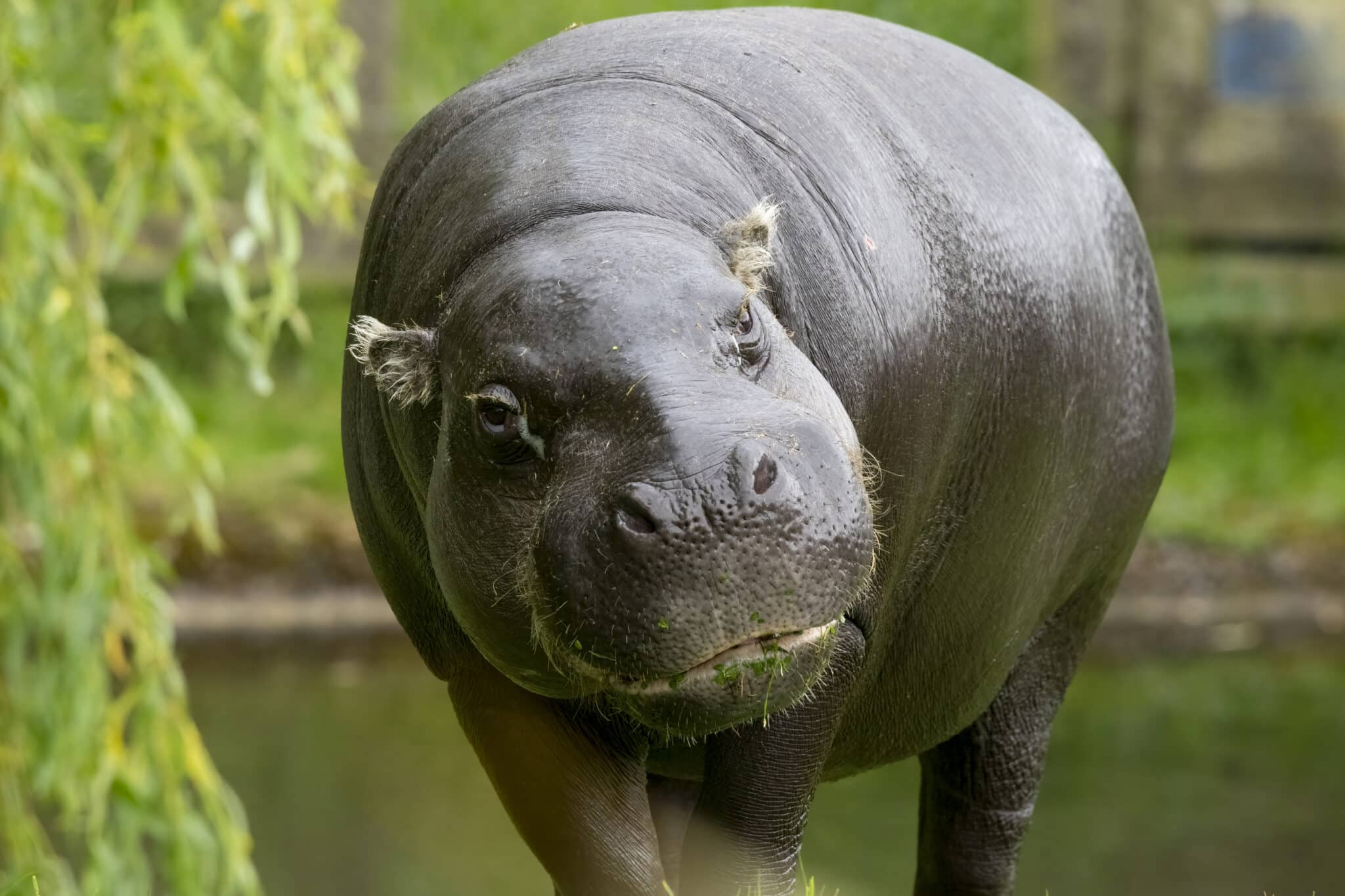 Hippopotames Pygmées