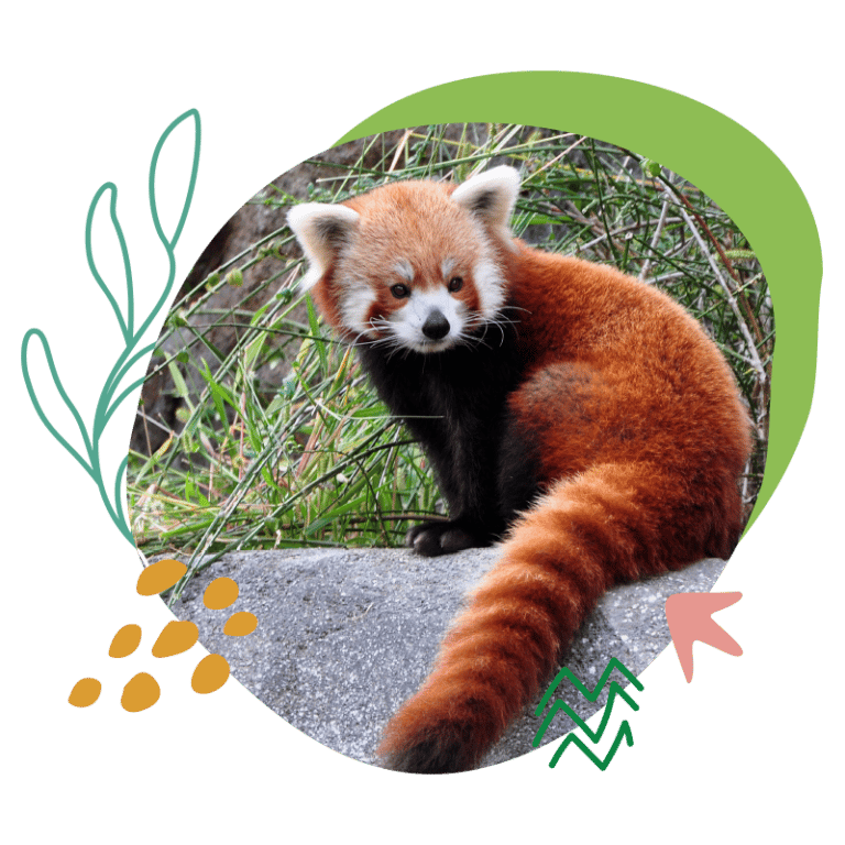 Parrainage - Parc Animalier d'Auvergne