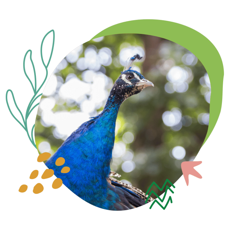 Paons Parc Animalier d'Auvergne