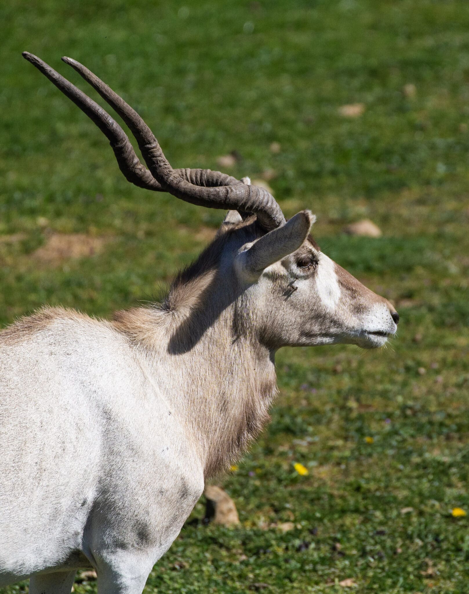 Addax