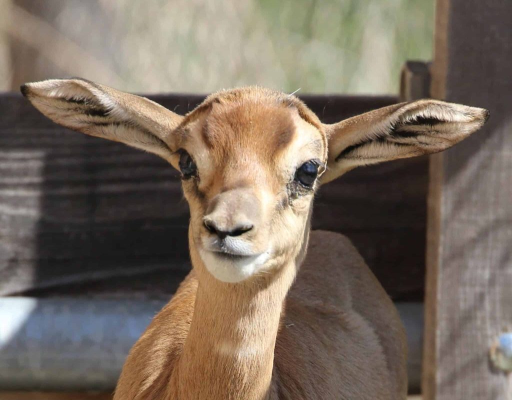 ©Parc Animalier d'Auvergne gazelle de Mhorr-min
