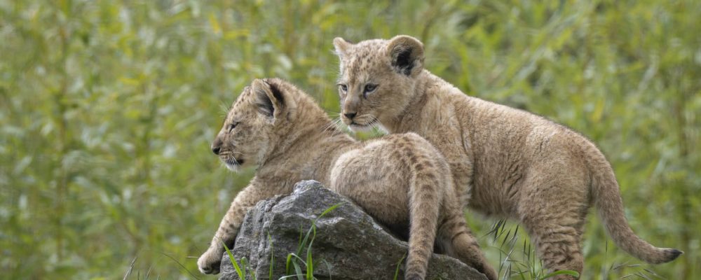Parc animalier d'Auvergne