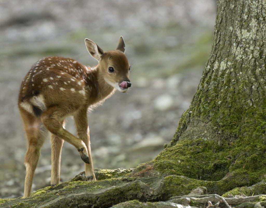 Parc animalier d'Auvergne